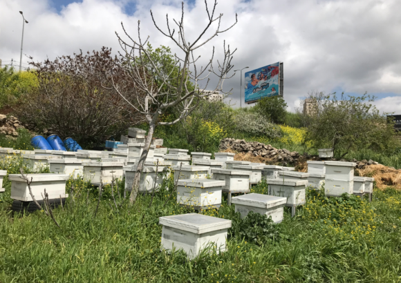 Corso di avviamento all’apicoltura – edizione di Ramallah