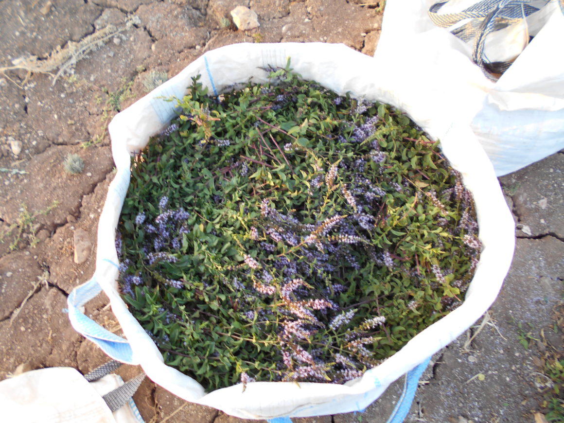 Dal campo agli alambicchi: distillando erbe aromatiche